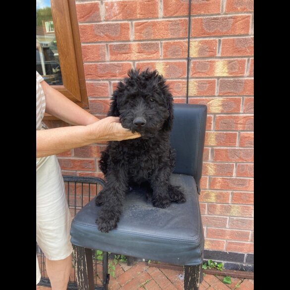 Labradoodle - Dogs
