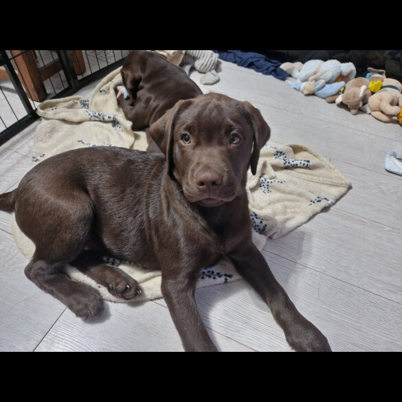 Labrador Retriever - Both