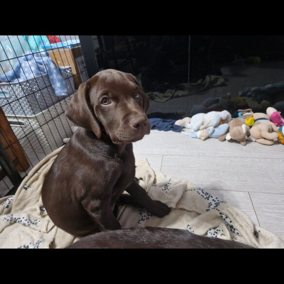 Labrador Retriever - Both