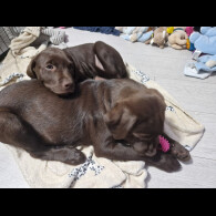 Labrador Retriever - Both