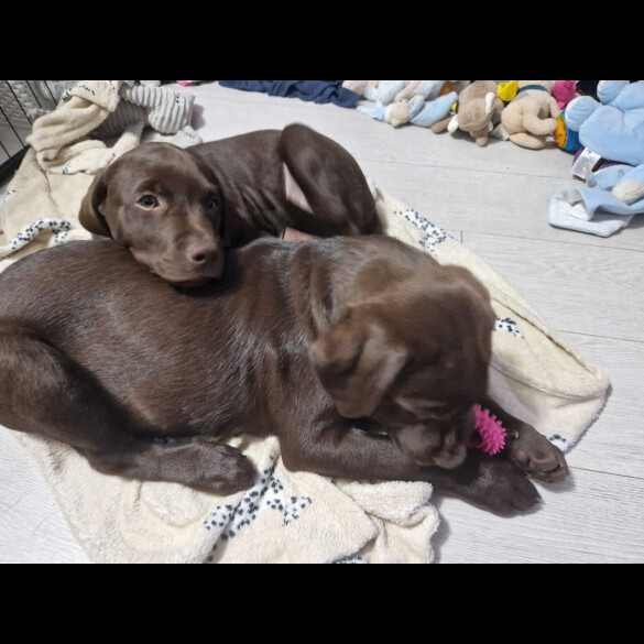 Labrador Retriever - Both