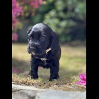 Labrador Retriever - Both