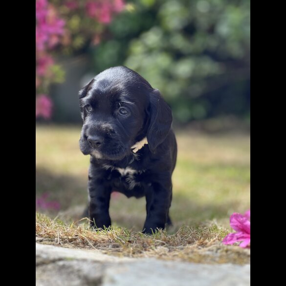 Labrador Retriever - Both