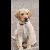 Labrador Retriever - Both