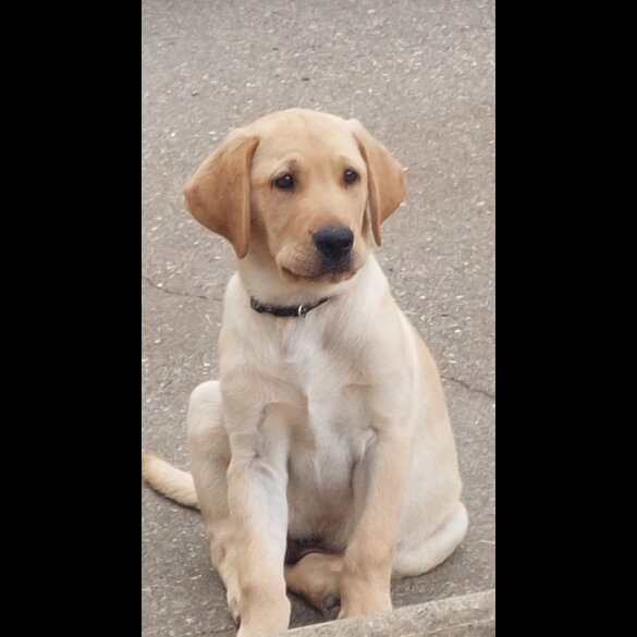 Labrador Retriever - Both