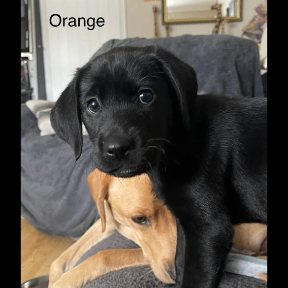 Labrador Retriever - Both
