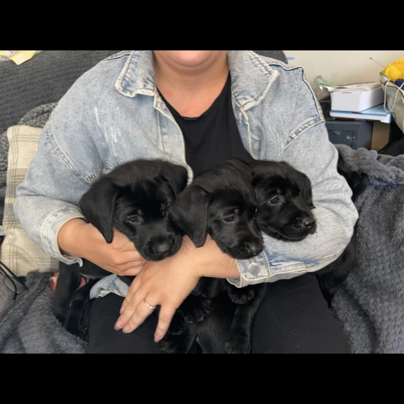 Labrador Retriever - Both