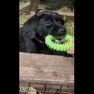 Labrador Retriever - Both