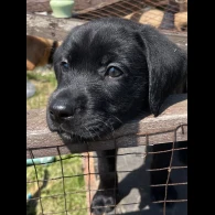 Labrador Retriever - Both