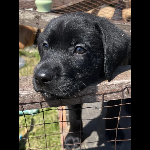 Labrador Retriever - Both
