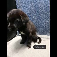 Labrador Retriever - Dogs