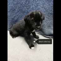 Labrador Retriever - Dogs