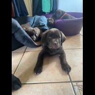 Labrador Retriever - Both