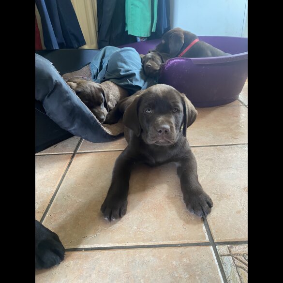 Labrador Retriever - Both