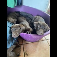 Labrador Retriever - Both