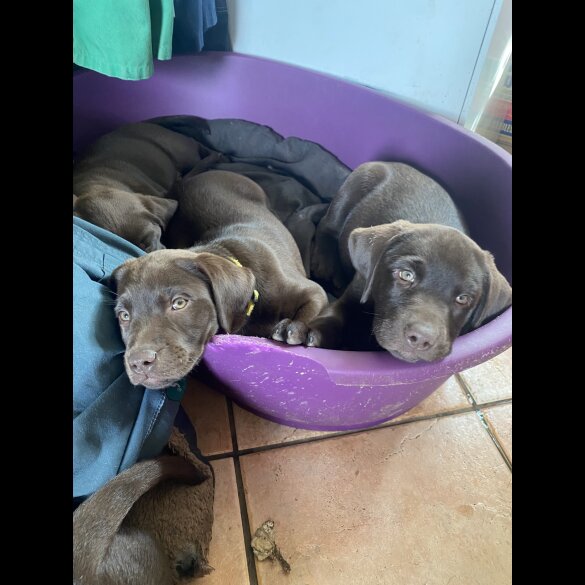 Labrador Retriever - Both