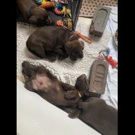Labrador Retriever - Both