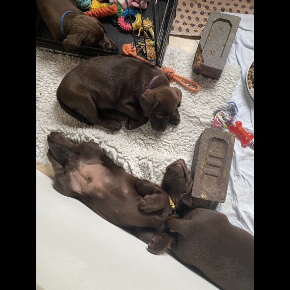 Labrador Retriever - Both