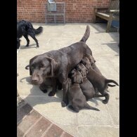 Labrador Retriever - Both