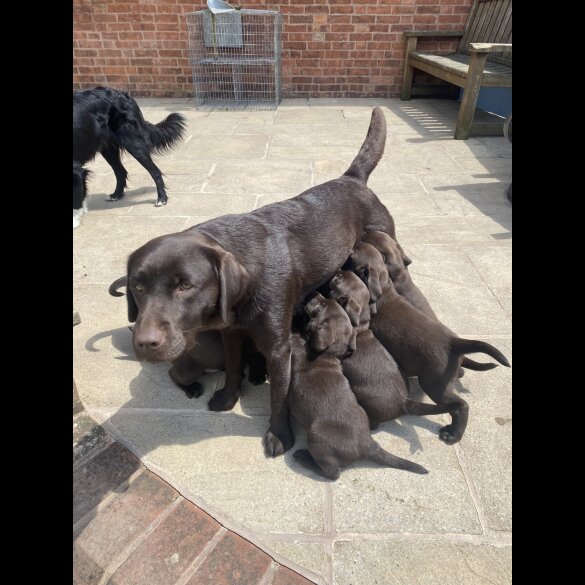 Labrador Retriever - Both
