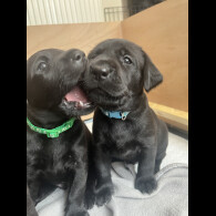 Labrador Retriever - Dogs