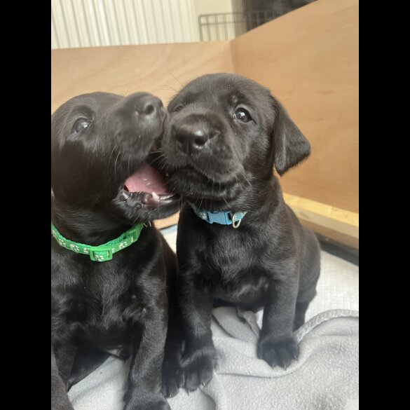Labrador Retriever - Dogs