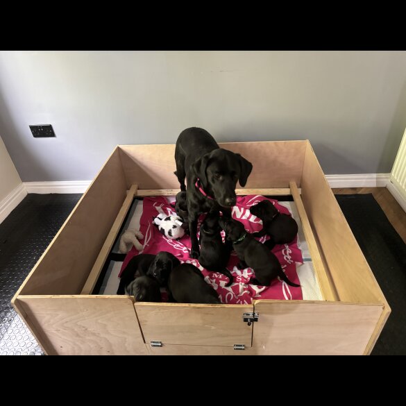 Labrador Retriever - Dogs