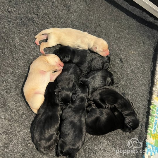 Labrador Retriever puppies for Sale near me in Linlithgow West Lothian Puppies