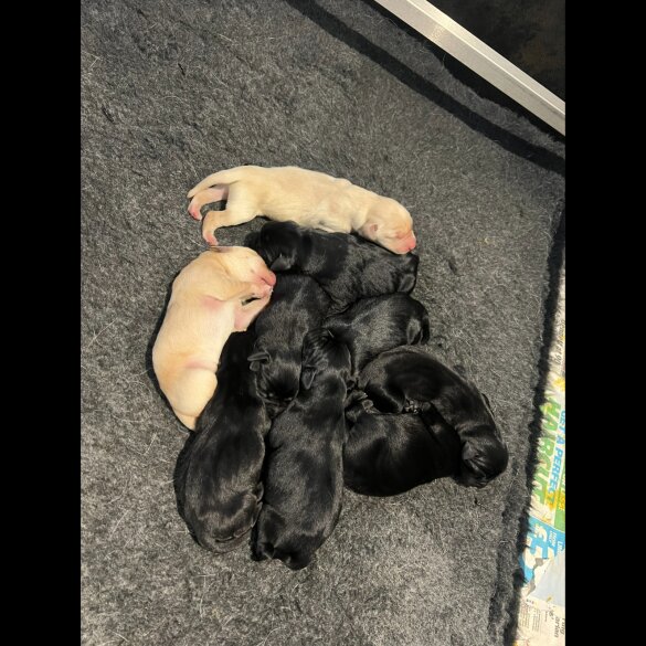 Labrador Retriever - Both