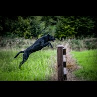 Labrador Retriever - Both
