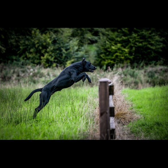 Labrador Retriever - Both