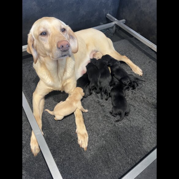 Labrador Retriever - Both