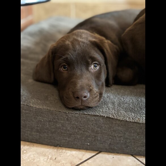 Labrador Retriever - Both