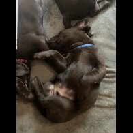 Labrador Retriever - Both