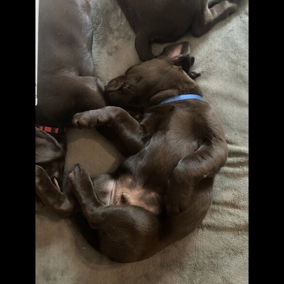 Labrador Retriever - Both