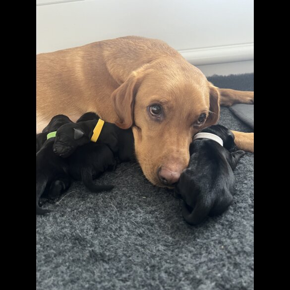 Labrador Retriever - Both