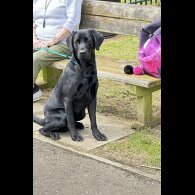 Labrador Retriever - Both