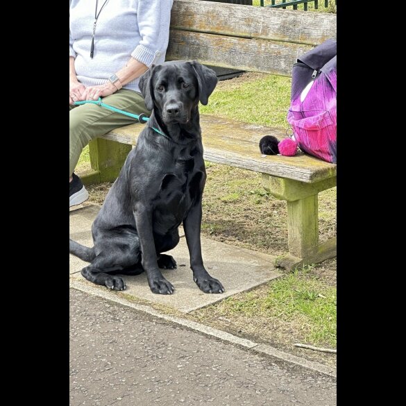 Labrador Retriever - Both
