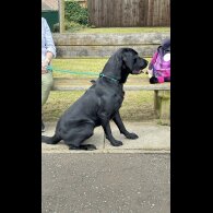 Labrador Retriever - Both