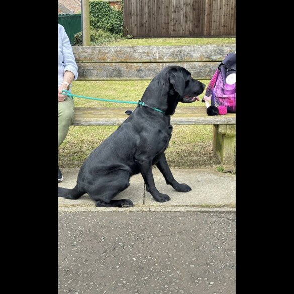 Labrador Retriever - Both