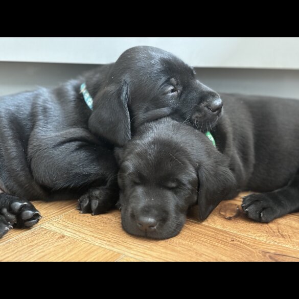 Labrador Retriever - Dogs