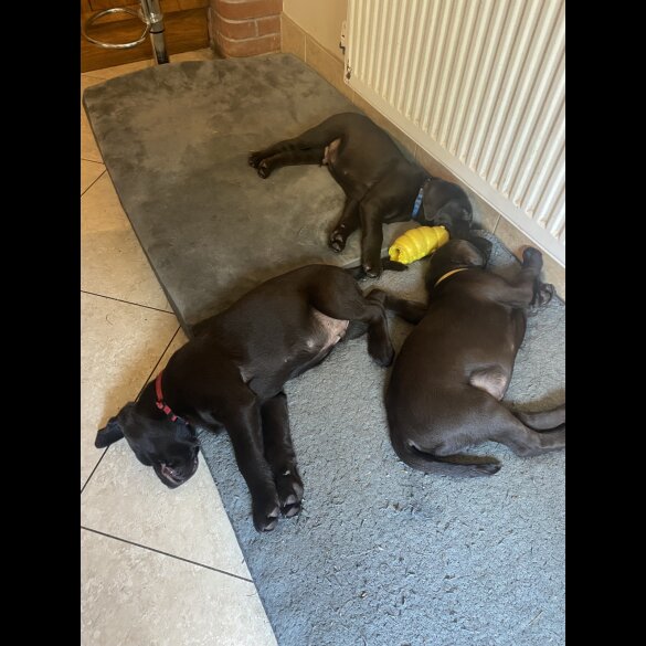 Labrador Retriever - Both