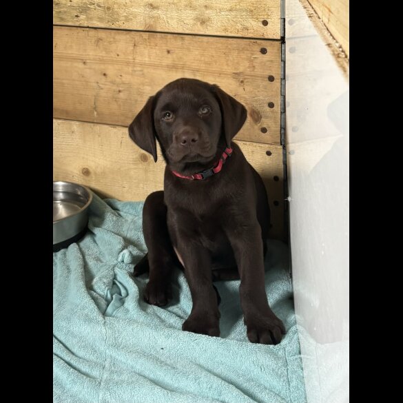 Labrador Retriever - Both