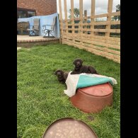 Labrador Retriever - Both