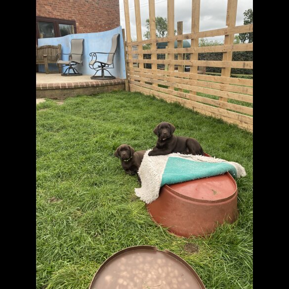 Labrador Retriever - Both