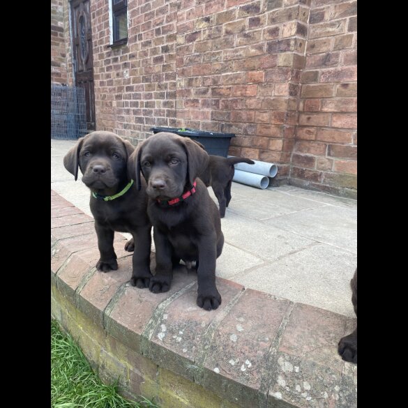 Labrador Retriever - Both