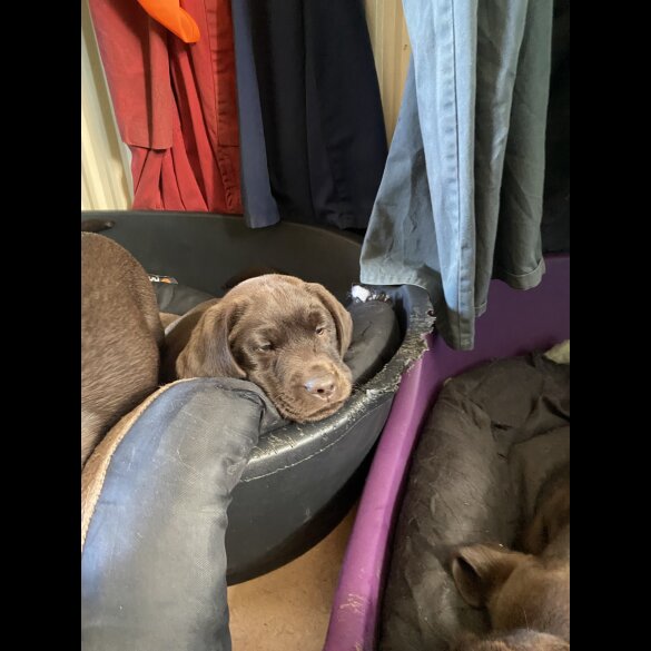 Labrador Retriever - Both
