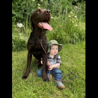 Labrador Retriever - Both