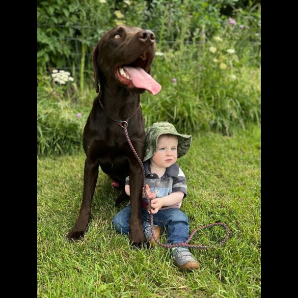 Labrador Retriever - Both