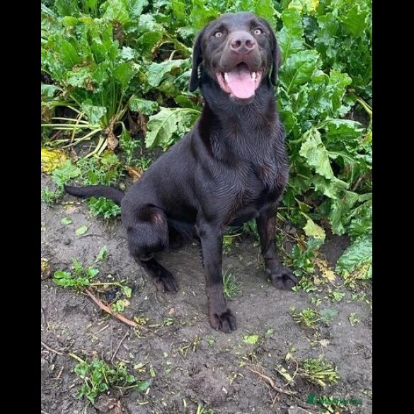 Labrador Retriever - Both